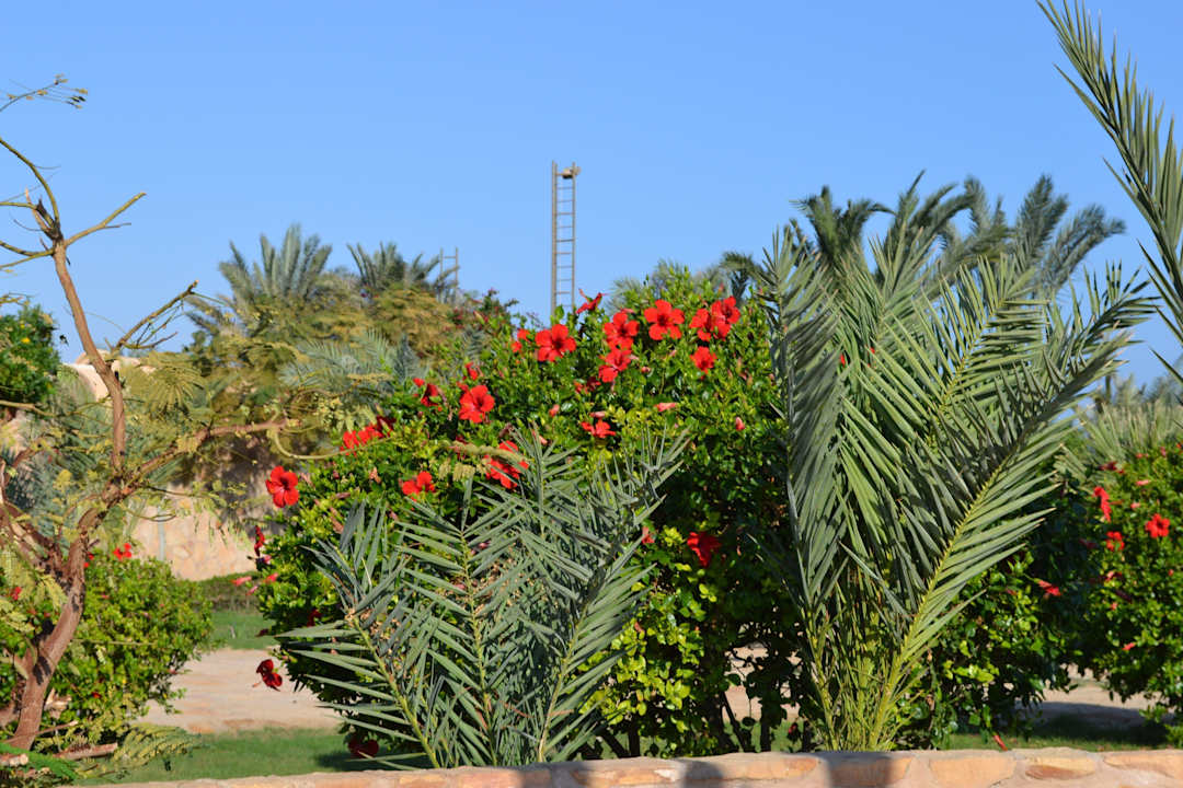 Местная флора Pensée Royal Garden Beach Resort