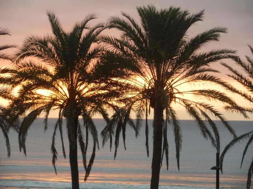 Hôtel H10 Las Palmeras - La Vue 2014 H10 Las Palmeras