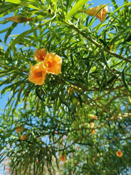 Gartenanlage Sentido Caribbean World Soma Bay