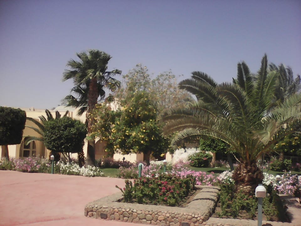 Ausblick Desert Rose