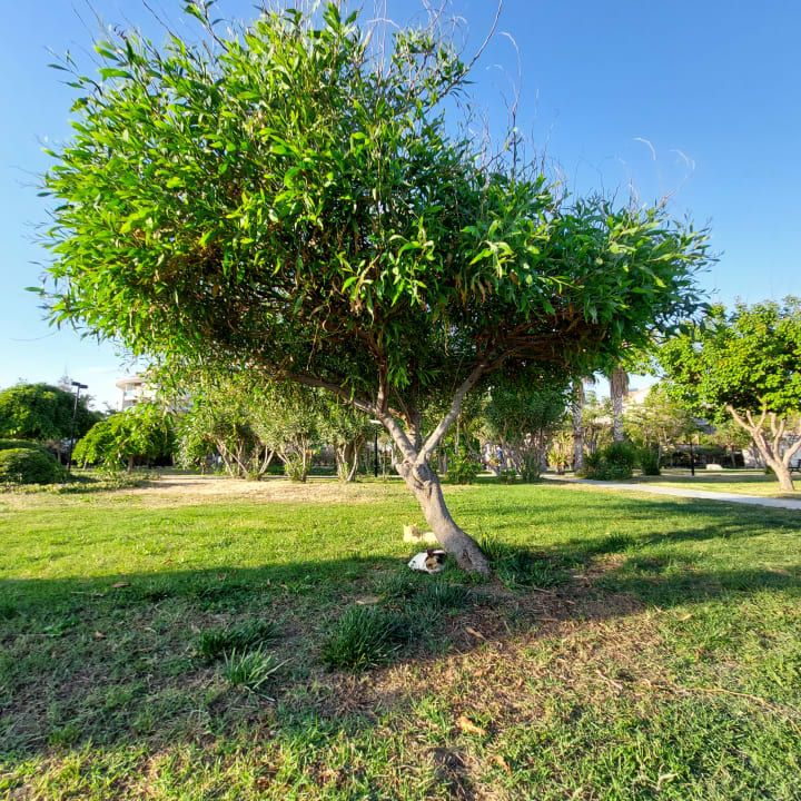 Gartenanlage Aydinbey Kings Palace & Spa