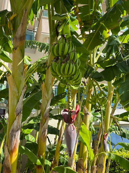 Gartenanlage Bella Resort & Spa