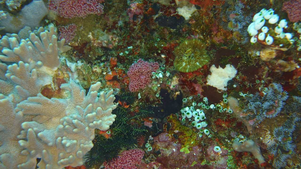 Sport & Freizeit Tompotika Dive Lodge