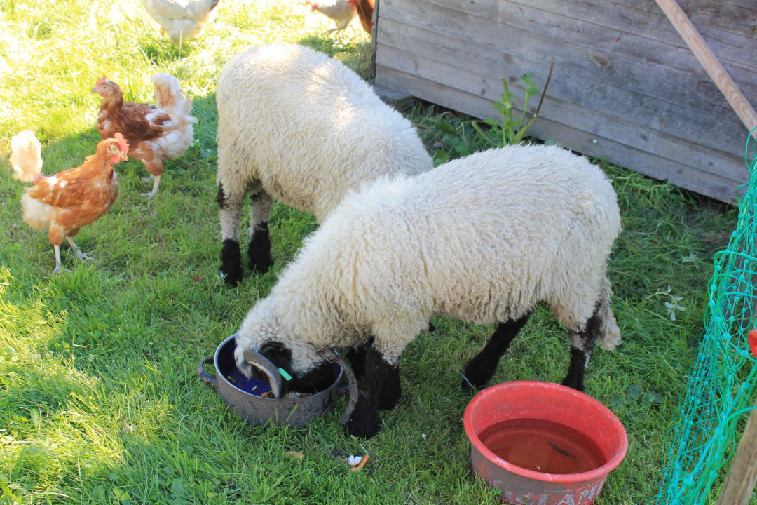 Schafe Ferienwohnungen Toffhof