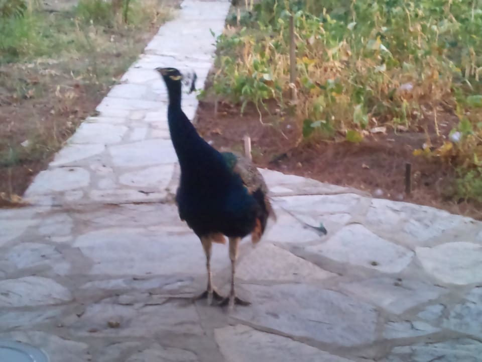 Dauergast Hotel Aral Tatil Ciftligi