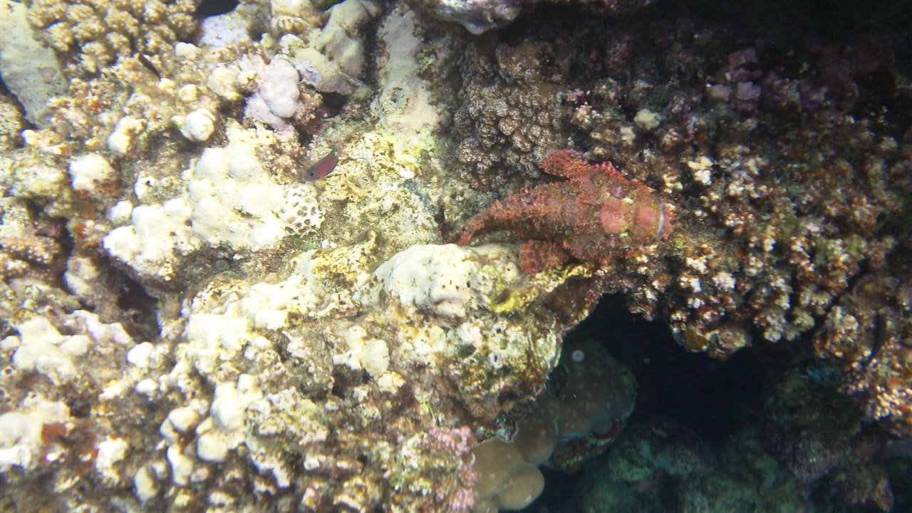 Kopf unter Steigenberger Coraya Beach - Adults only