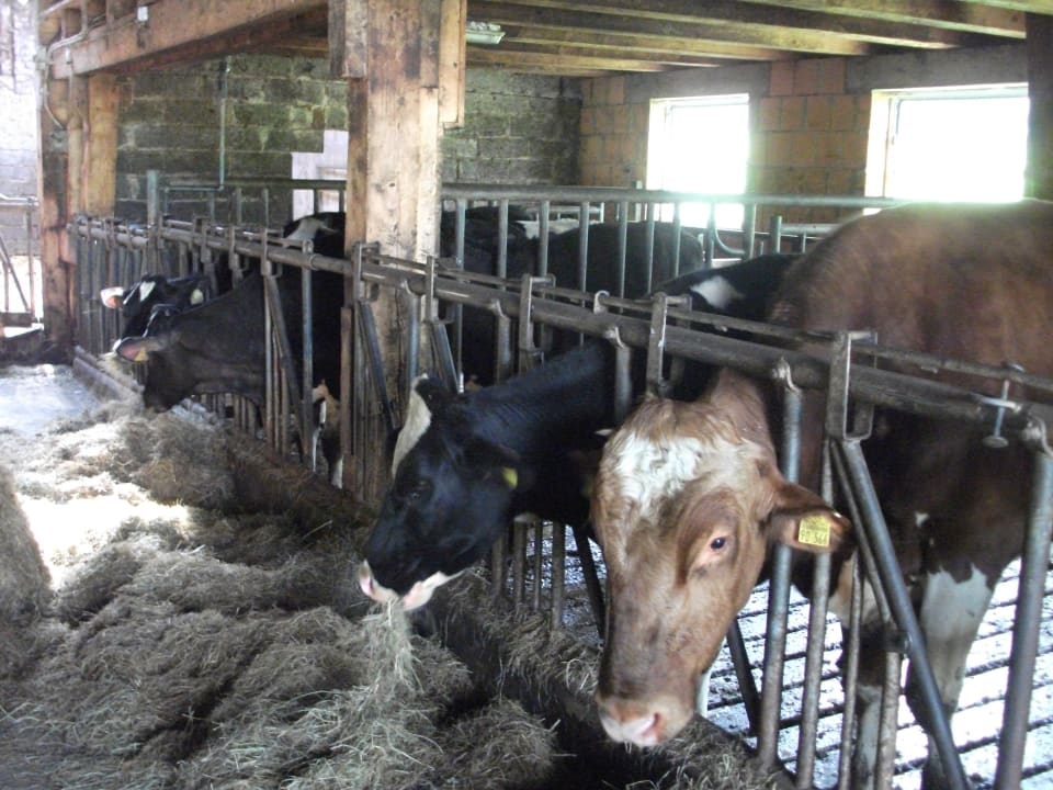 Sonstiges Wiesenberghof