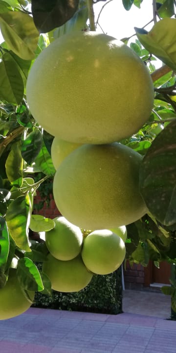 Gartenanlage Can Garden Beach