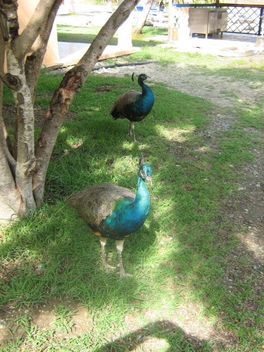 Garten an Pool Hotel Playa Pesquero
