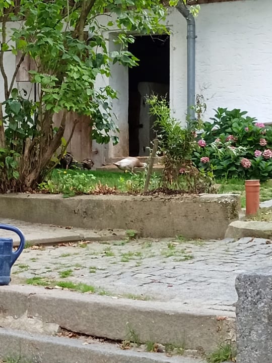 Gartenanlage Pension - Pferdehof - Haug