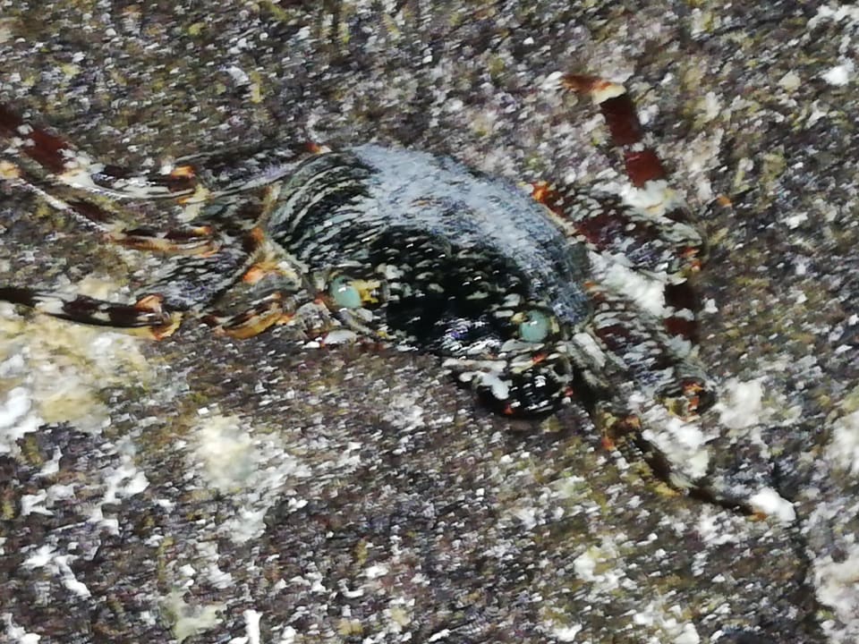 Sonstiges Karafuu Beach Resort & Spa