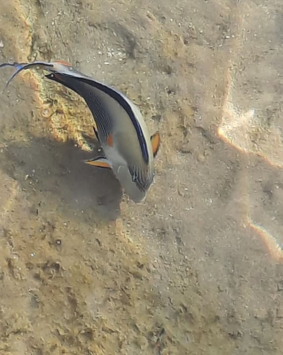 Sonstiges Cleopatra Luxury Resort Makadi Bay