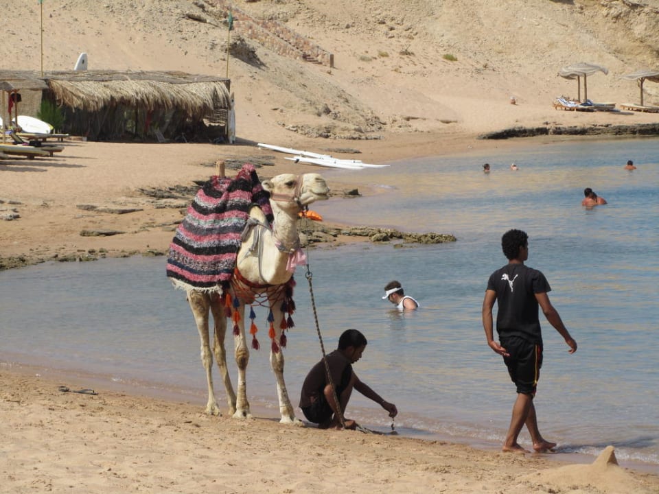 Kamel am Strand Siva Golden Bay Makadi