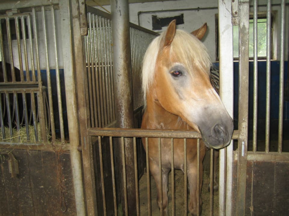 Sonstiges Ferien-Ponyhof Wegmann