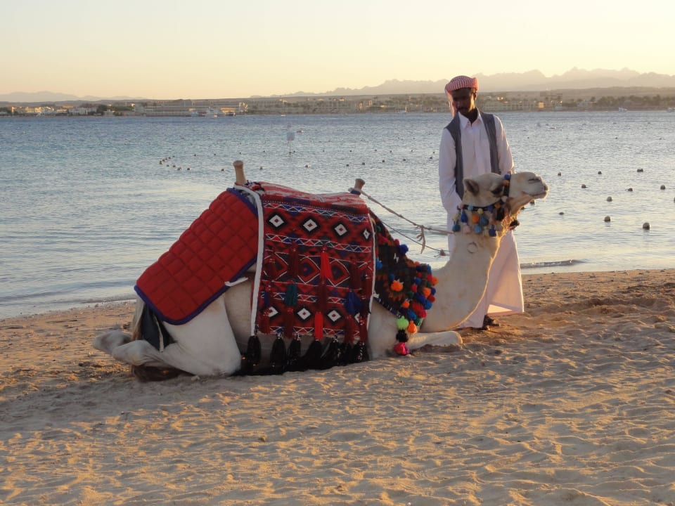 Oscar Makadi Spa - Adults only