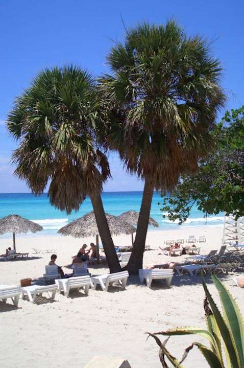 Bild Starfish Cuatro Palmas