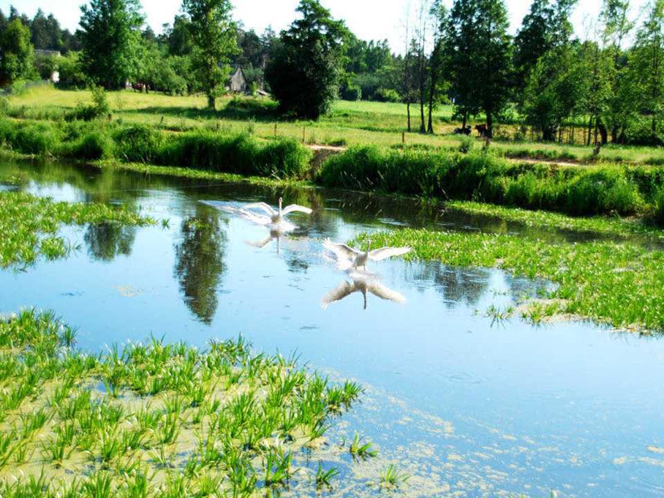 Para łabędzi często nas odwiedza Dwór Stanica Rzeczna Łabędzie