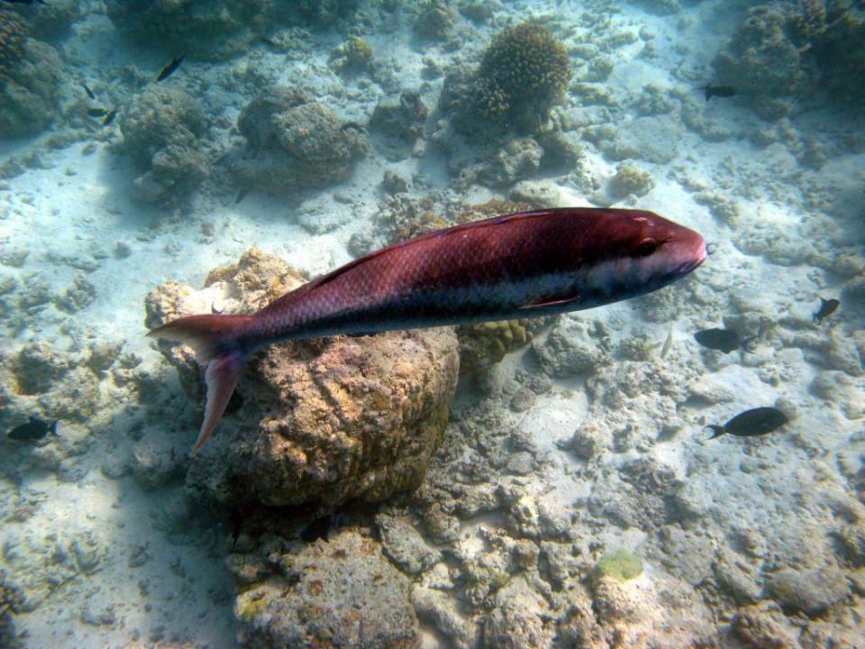 Riff Fisch NH Collection Maldives Reethi Resort