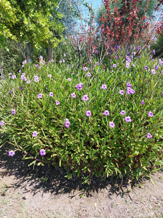 Gartenanlage Melas Lara Hotel