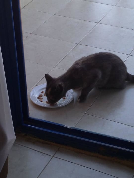 Meine Katze  Panorama Bungalows Resort El Gouna