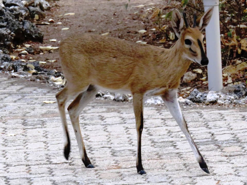 Dik Dik im Garten Hotel Mushara Lodge