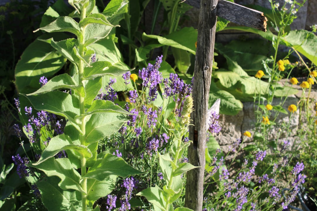 Gartenanlage Die Lilie - Hotel Garni