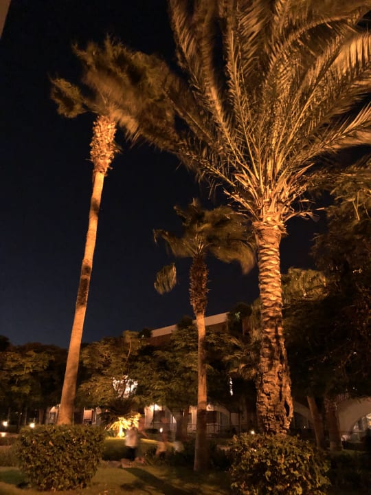 Gartenanlage Desert Rose