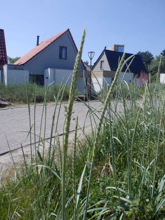 Ausblick Center Parcs Park Zandvoort - Ferienhäuser