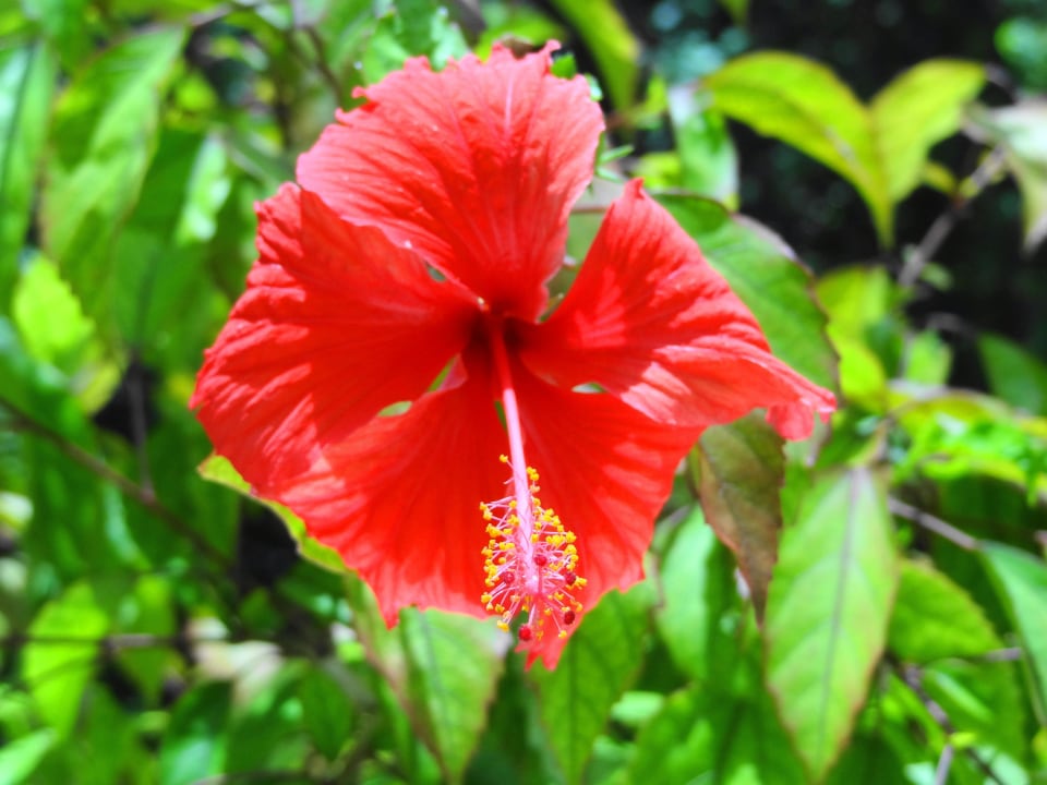 Hibiskusblüte Filitheyo Island Resort