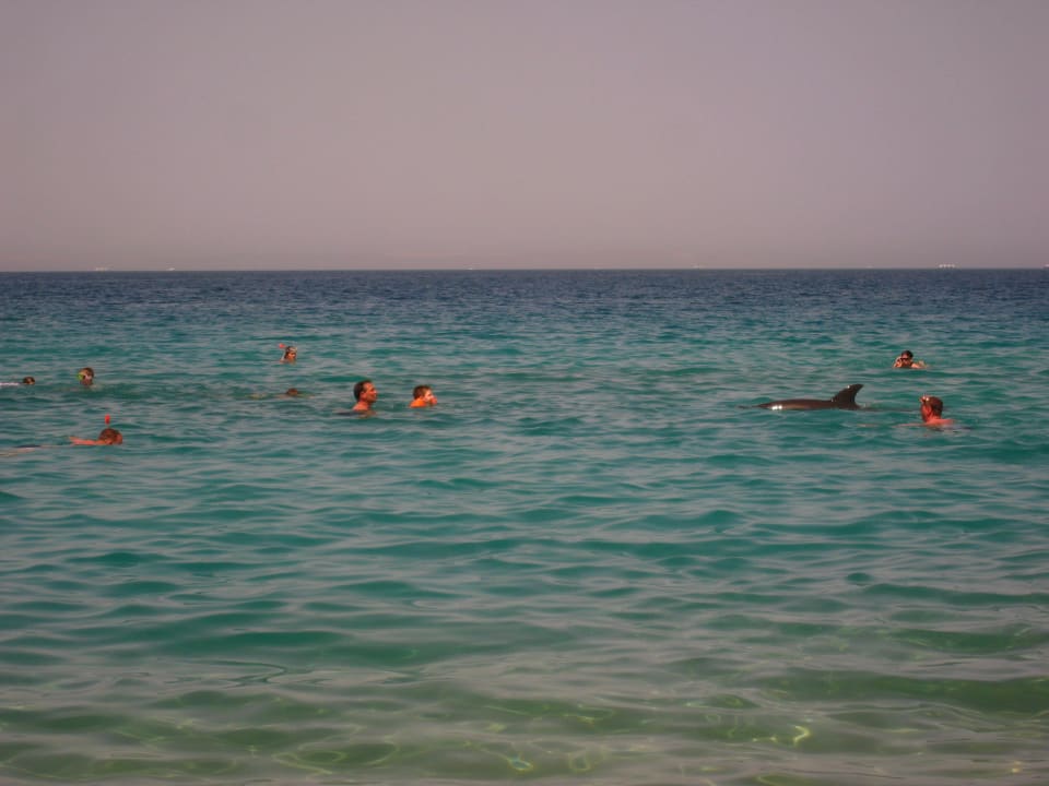 Delfin direkt am Strand Palm Beach Resort