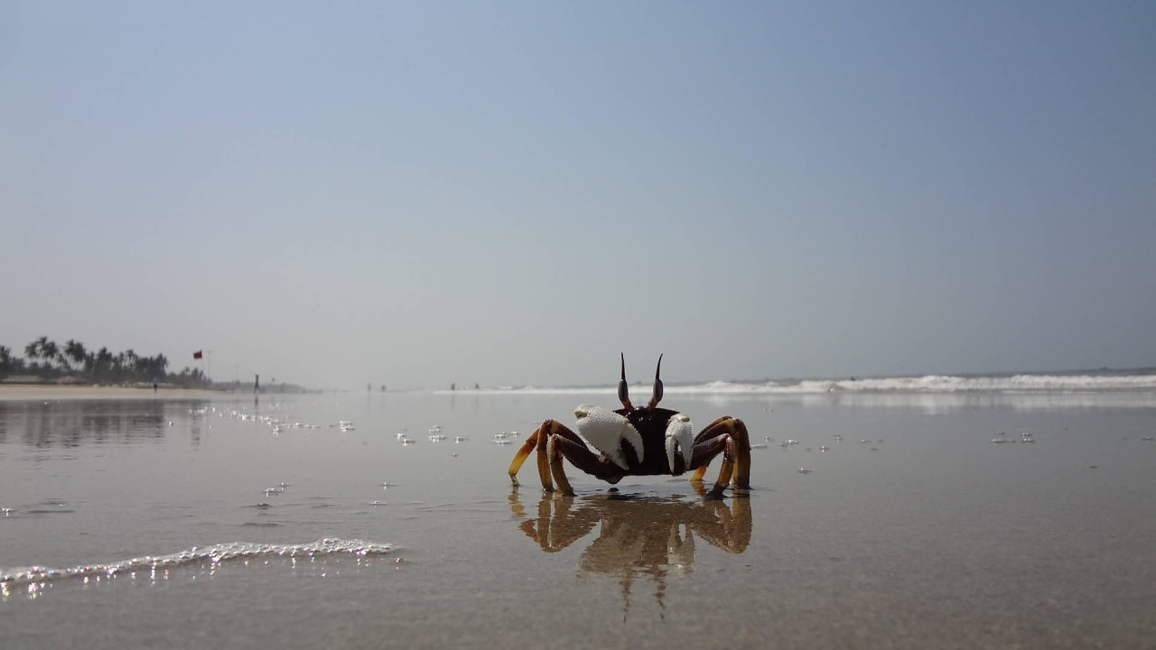 Ala Goa Ala Goa Resort