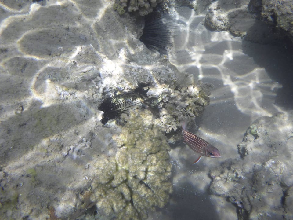 Schnorcheln am Hotel Beach Albatros Resort