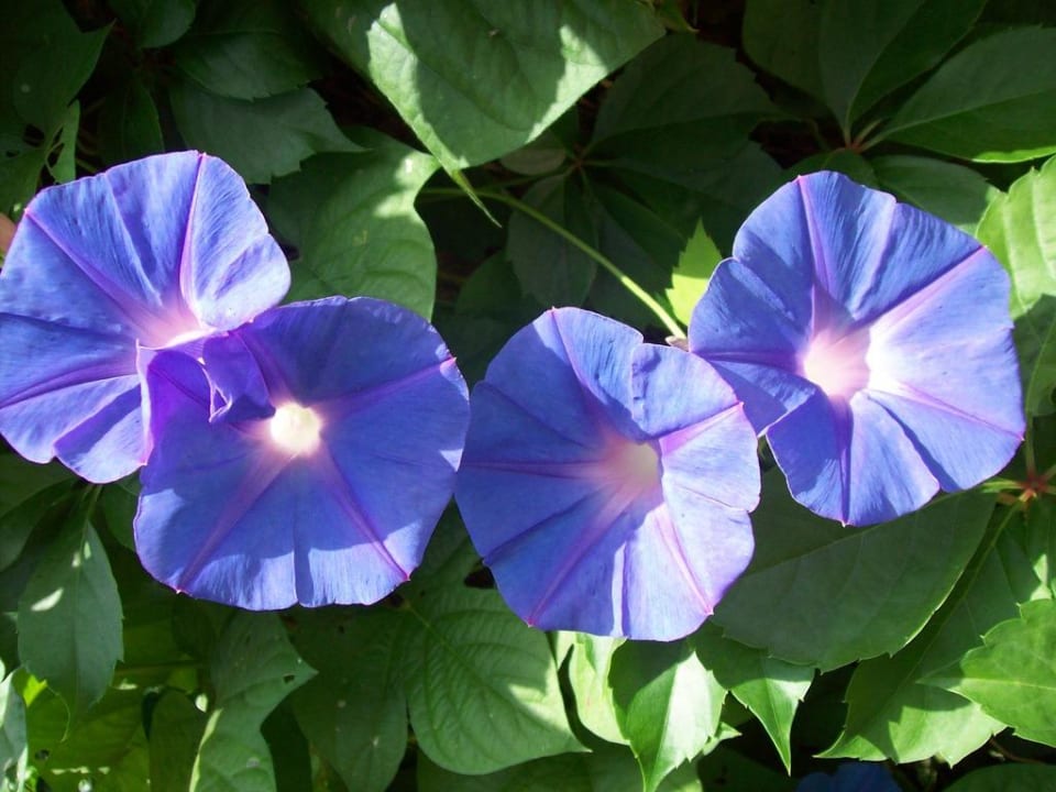 Wunderschöne Blumen Belek Beach Resort Hotel