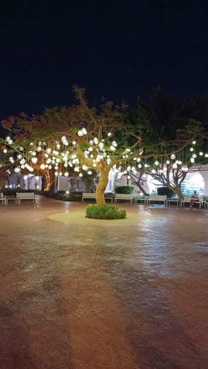 Gartenanlage Desert Rose