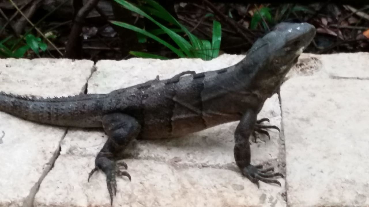 Leguan Catalonia Royal Tulum Beach & Spa Resort - Adults only