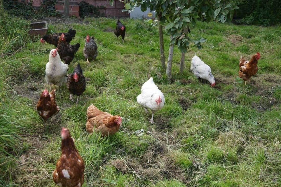 Hoftiere  Ferienhof Westerhörn