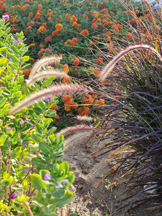 Gartenanlage Sentido Akassia Beach