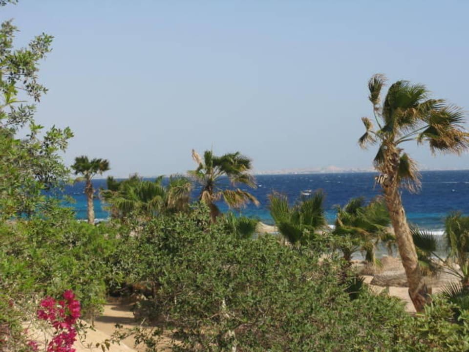 Meerblick Pickalbatros Citadel Resort