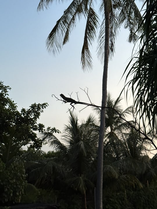 Gartenanlage Kudafushi Resort & Spa
