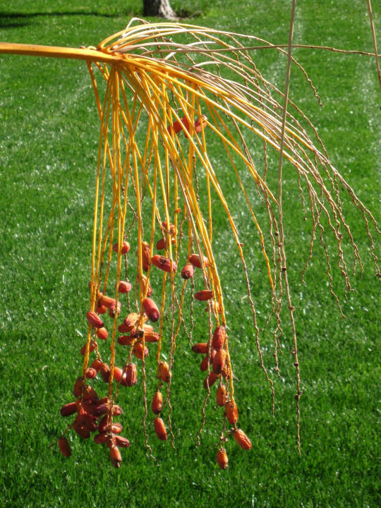 Datteln Voyage Belek Golf & Spa