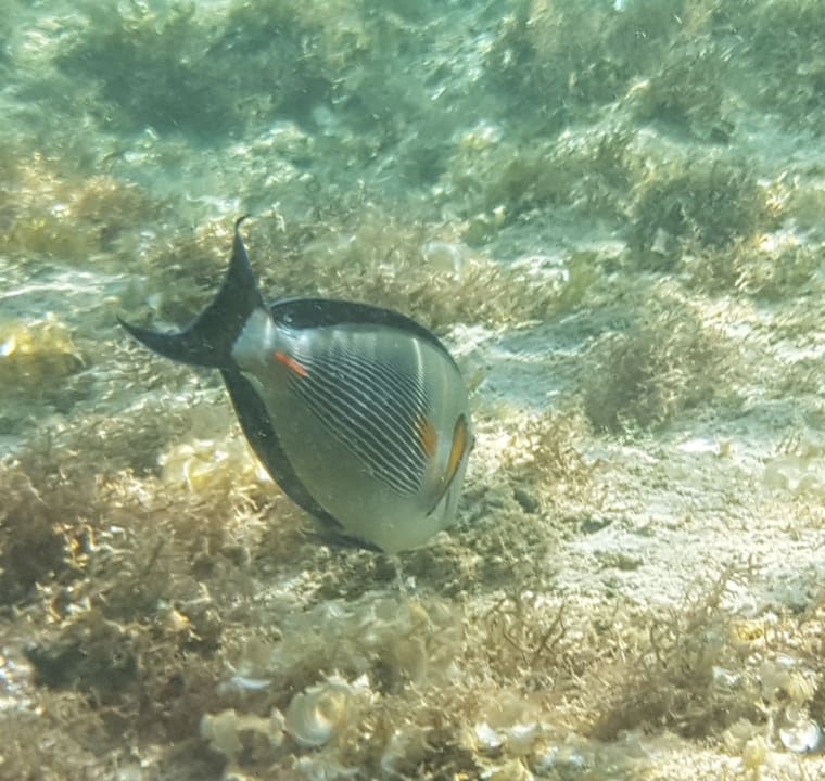 Sport & Freizeit Three Corners Sea Beach Resort