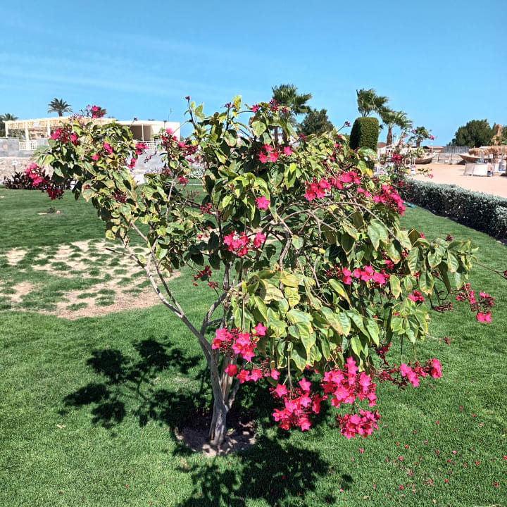 Gartenanlage Seven Seas Jolie Bay Resort