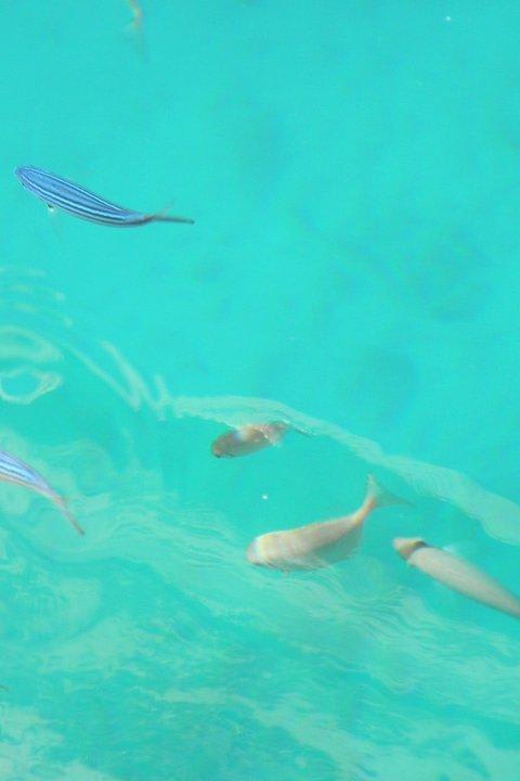 Ein paar Fische am Steg beim Strandrestaurant The Grand Hotel Hurghada