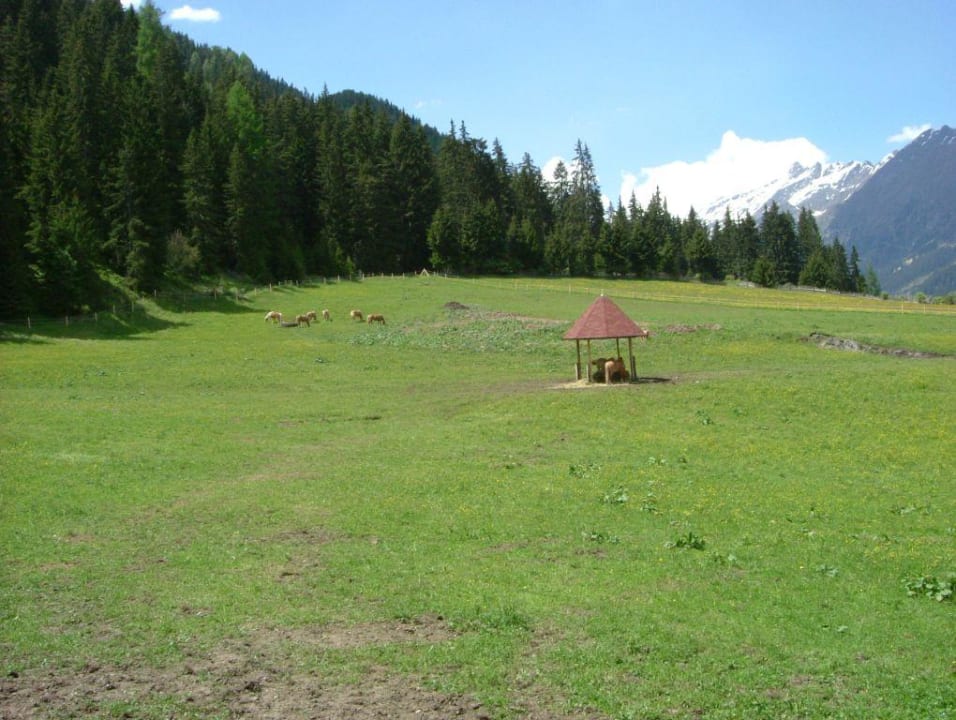 Pferdekoppel Panorama Resort Taljörgele