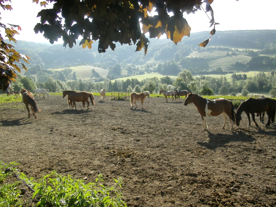 Hinter dem Stall Pension Kapellenhof