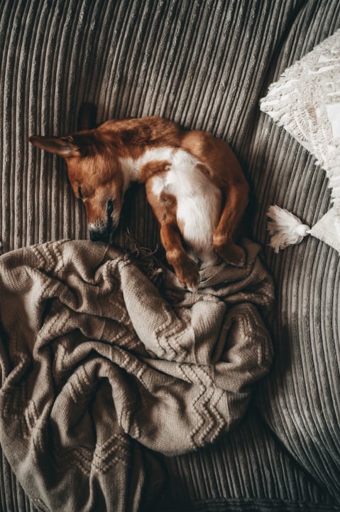 Sonstiges Jufenalm BOHO Hotel & Restaurant