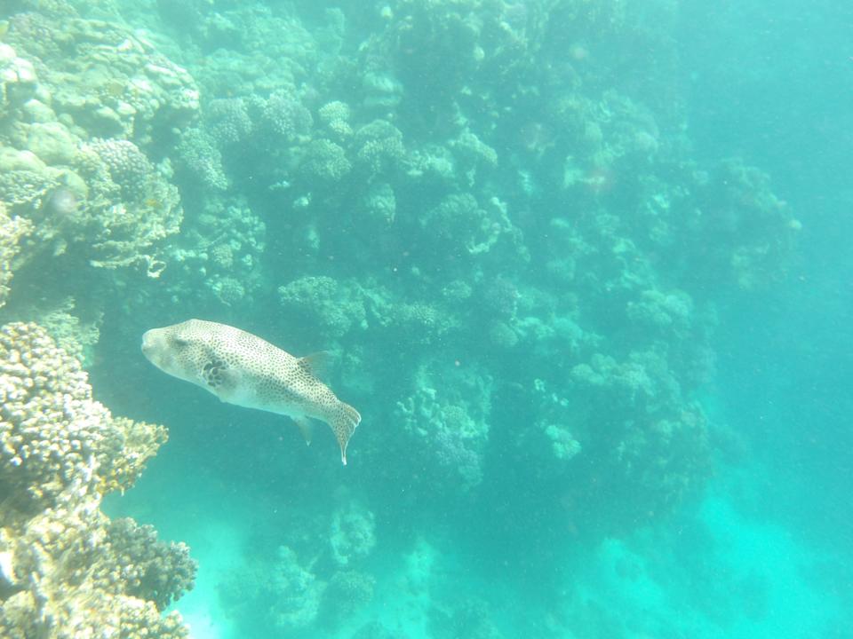 Strand Jaz Grand Marsa