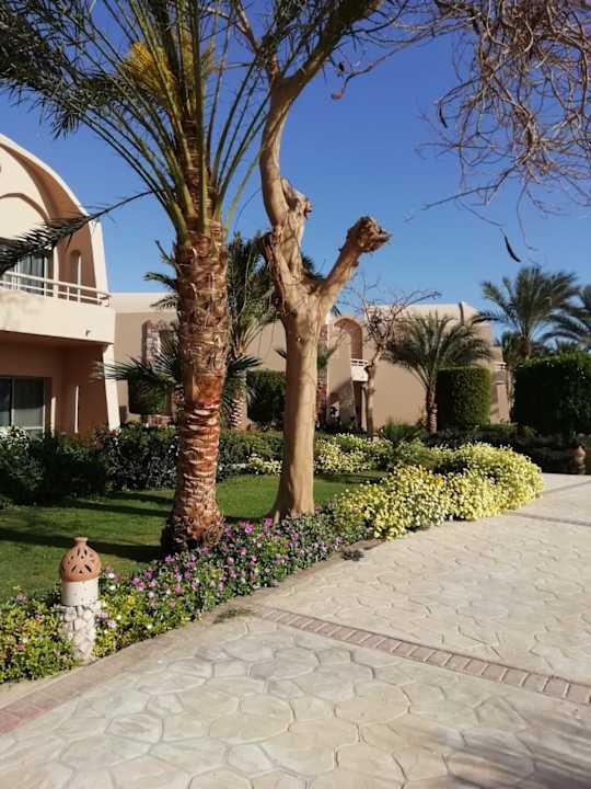 Gartenanlage Shams Alam Beach Resort