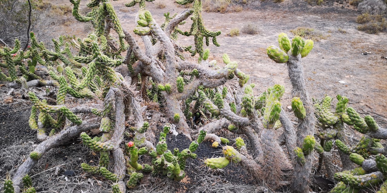 Gartenanlage Hipotels La Geria