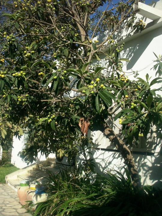 Garten The Orangers Beach Resort and Bungalows